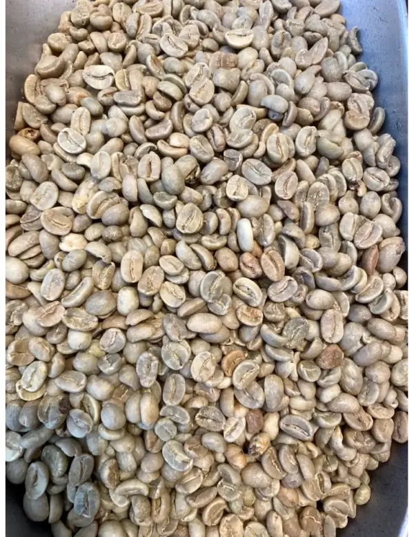 Colombian Green Coffee Unroasted Raw Beans 1 lb Bag